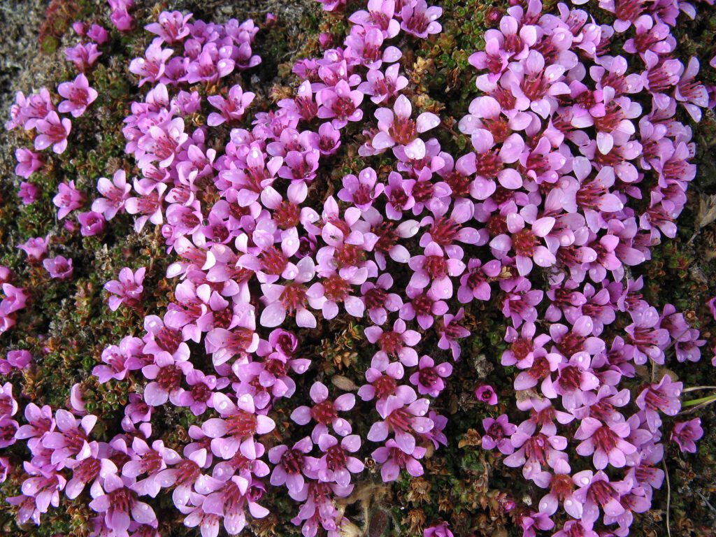 Photo of Purple saxifraga (Rødsildre)