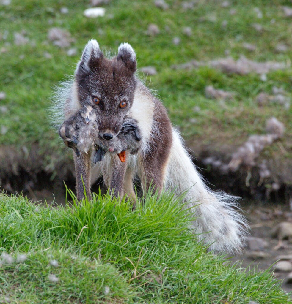 Photo of fox with bird in mouth