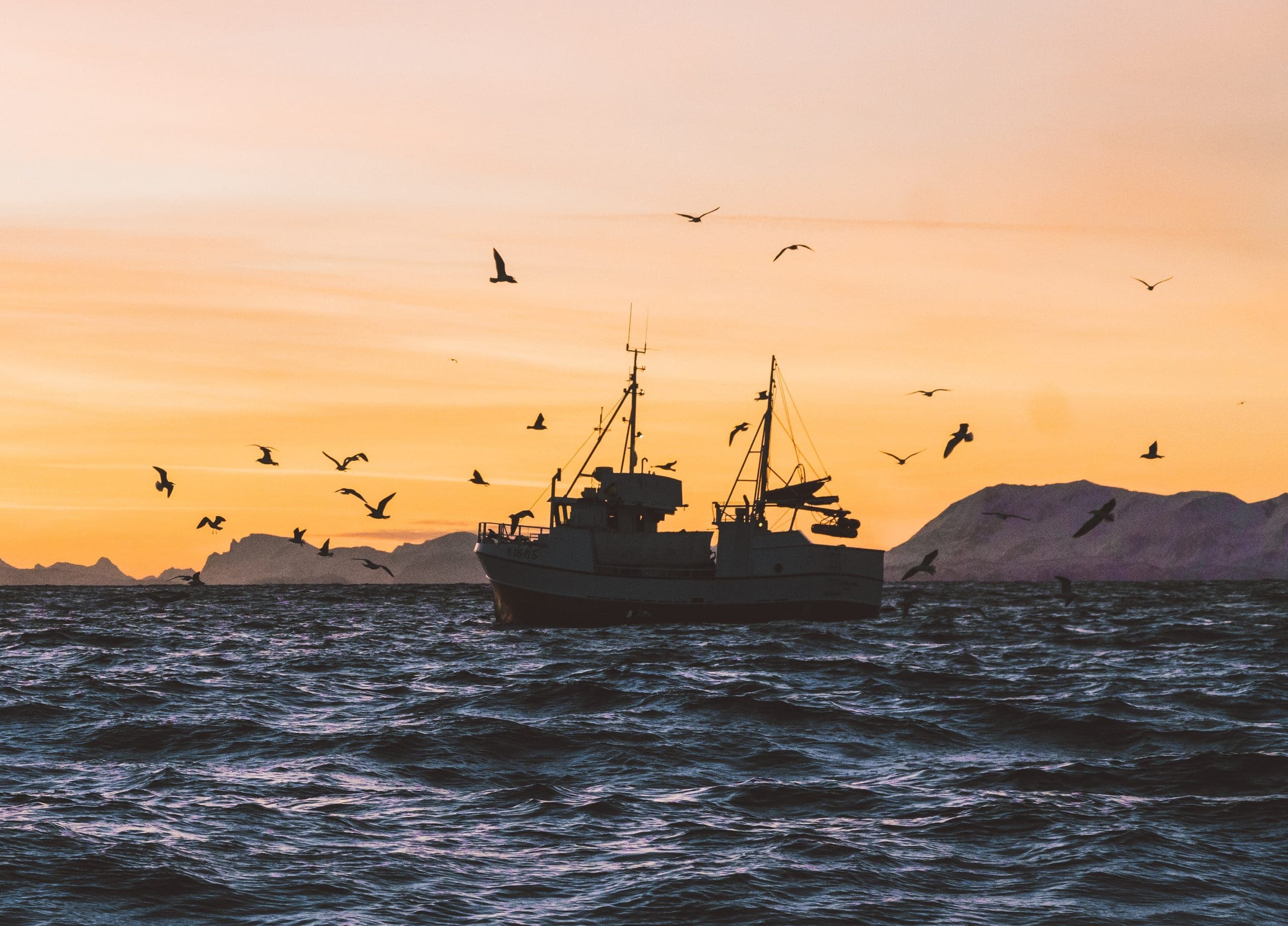 Can the fish in the ocean handle marine heatwaves?