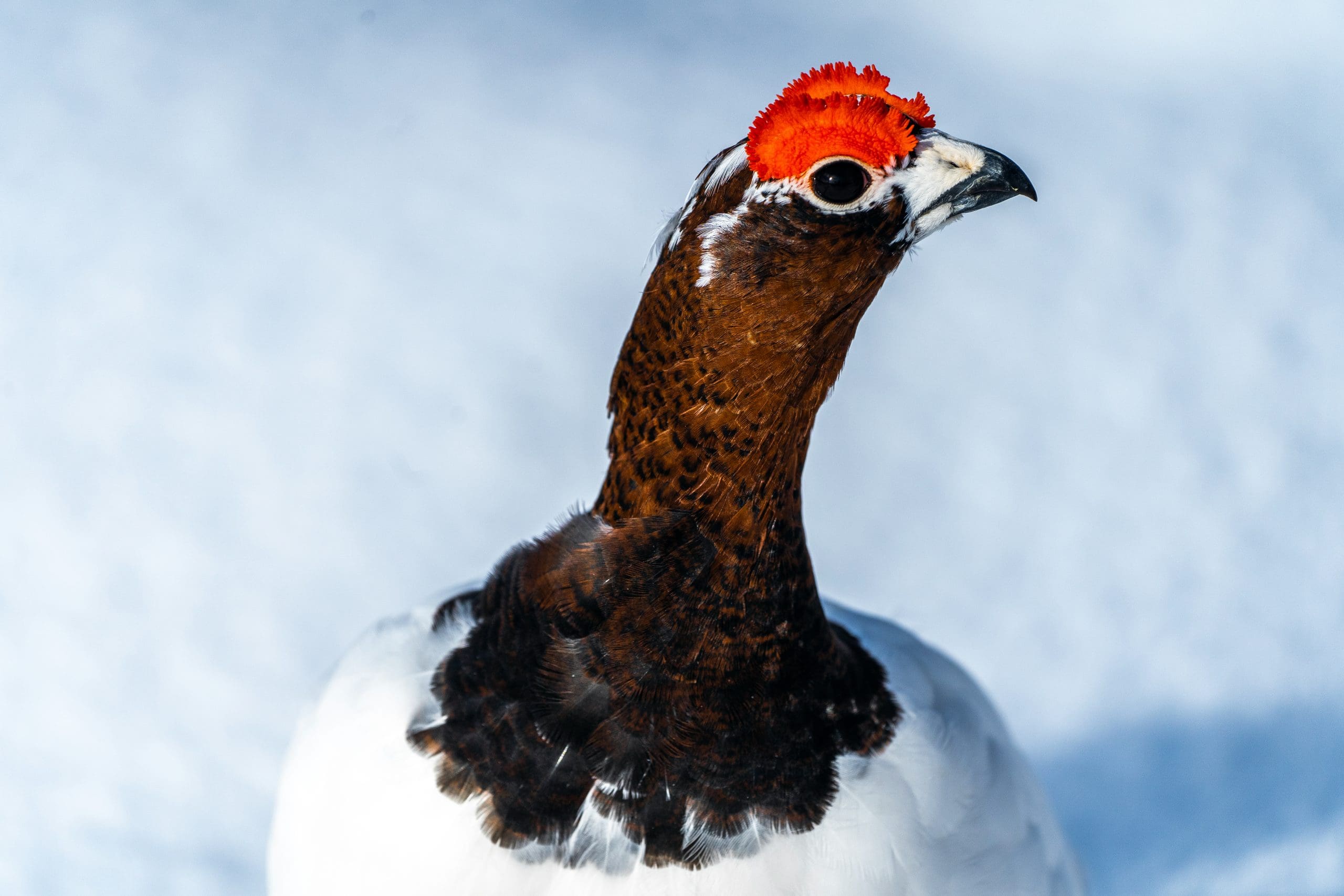 Why are good ptarmigan years a rare commodity?