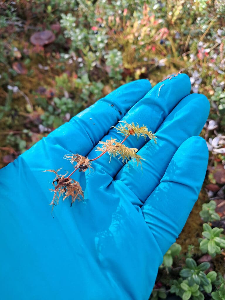 Foto av hånd som holder mose