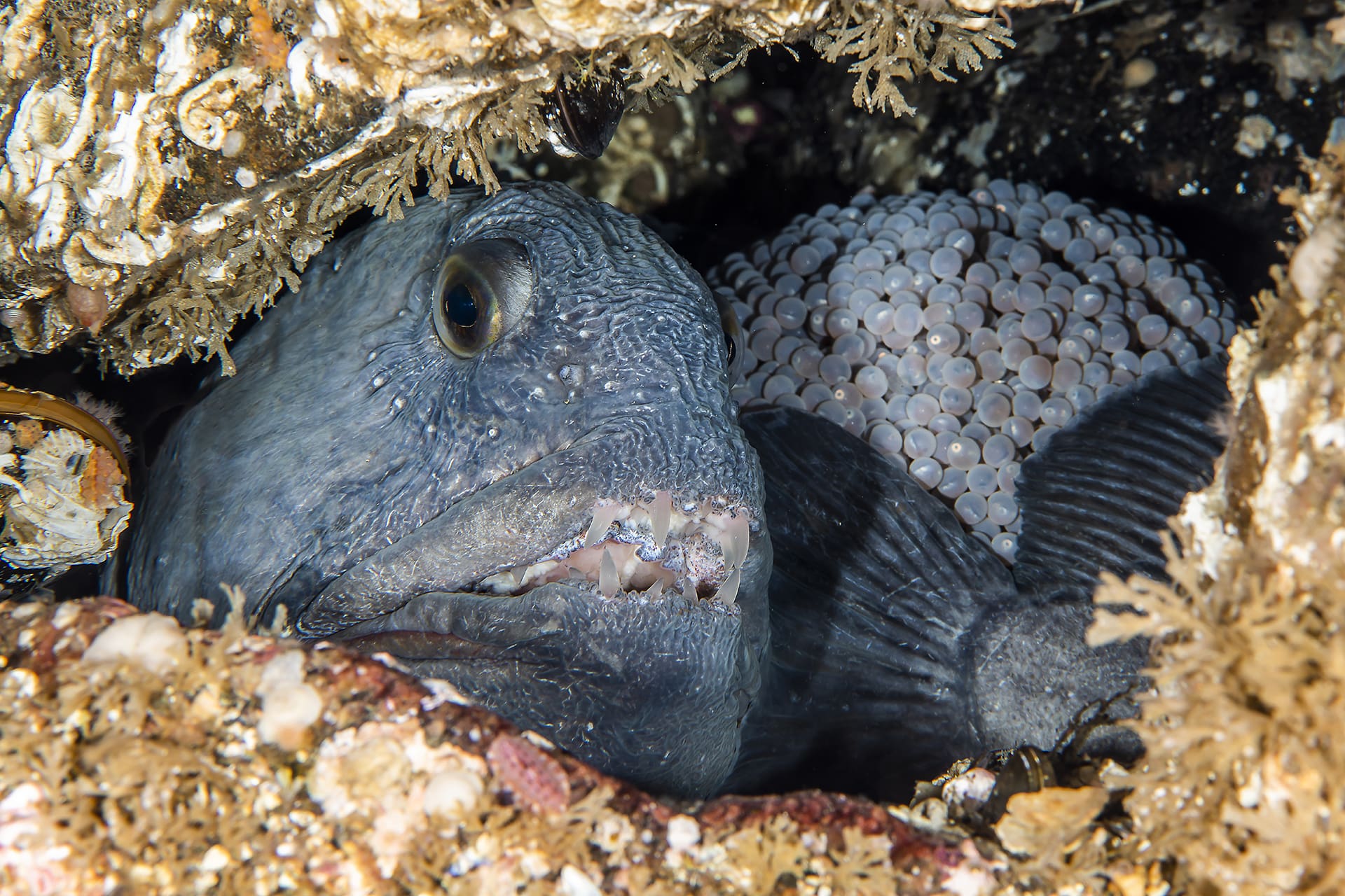 Foto av en gråsteinbit som vokter over egg