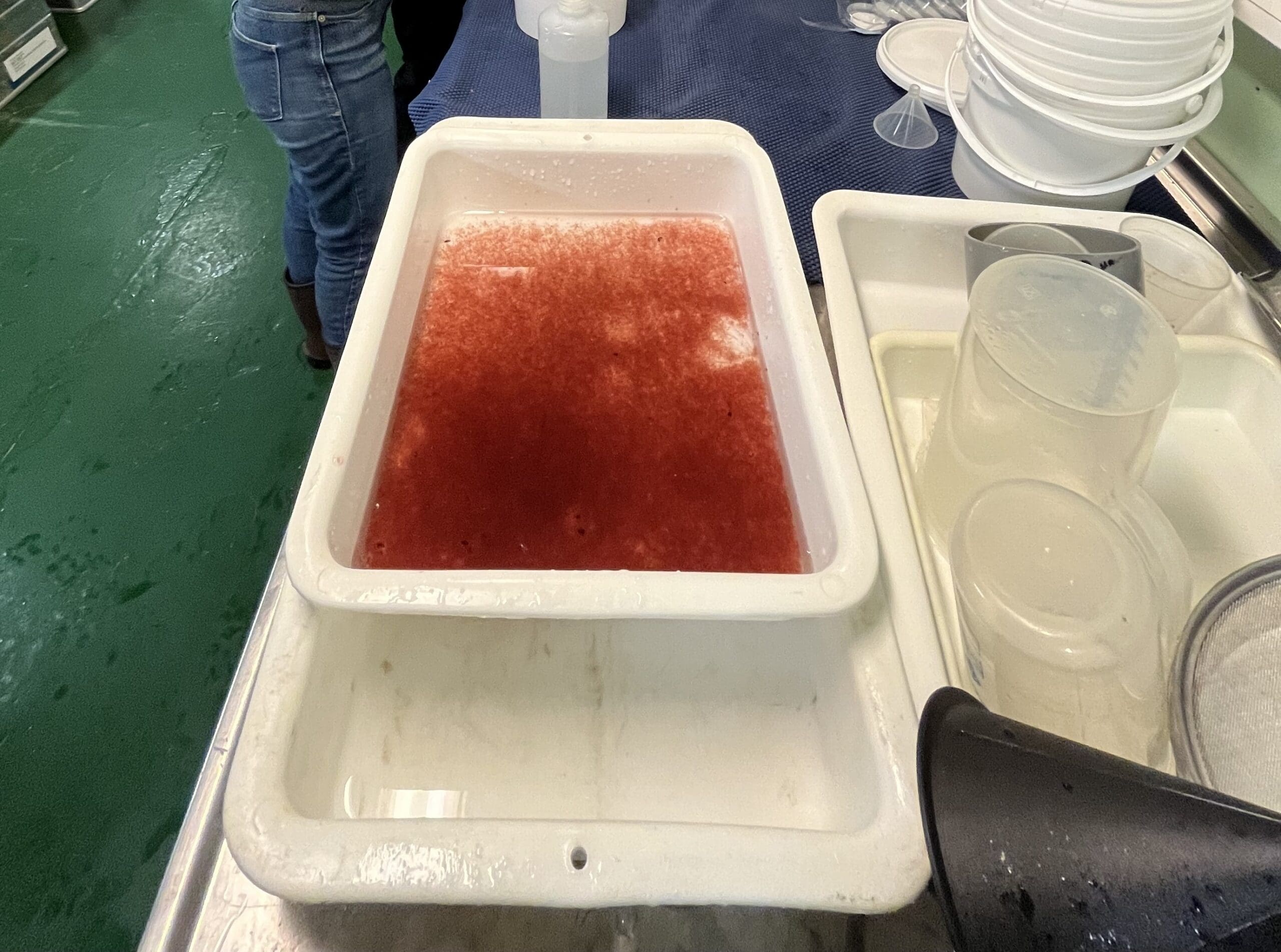 Foto av oppsamlet Calanus