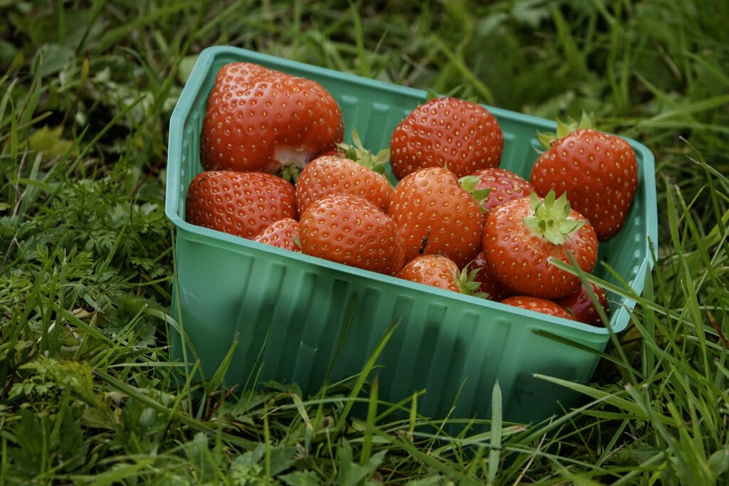 Foto av en boks med jordbær