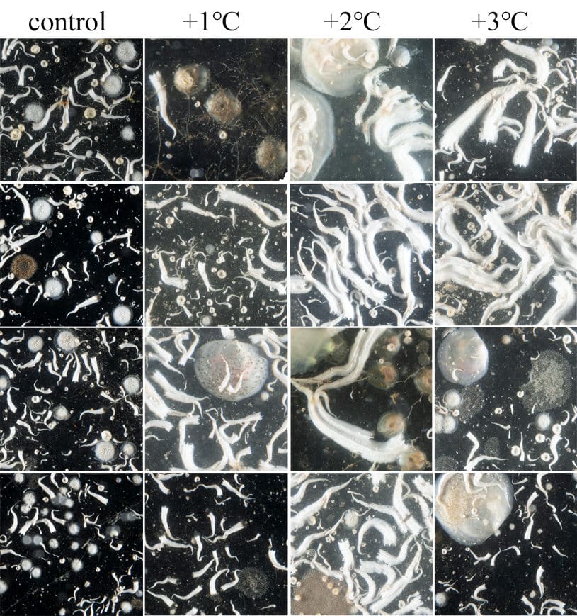 A mosaic of heated settlement panels after 12 months’ submersion in the Arctic