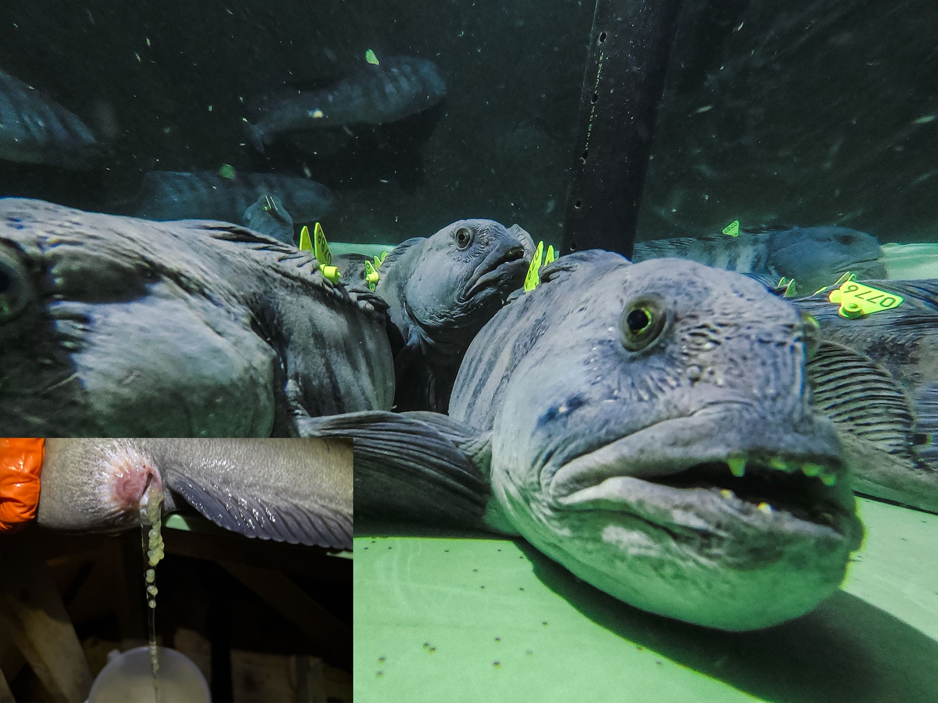 Foto av steinbit som er fanget til bruk i avl + bilde av egg